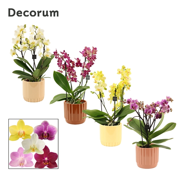 <h4>Phalaenopsis dazzling melange 3-4 tak in Liam (Coffee blend-coll</h4>