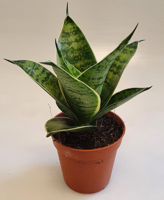 <h4>Sansevieria Hahnii 6 cm Silver Hahnii(Decorum)</h4>