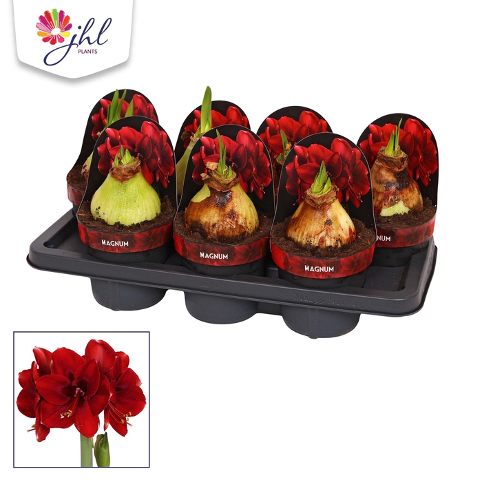 <h4>Amaryllis Magnum</h4>