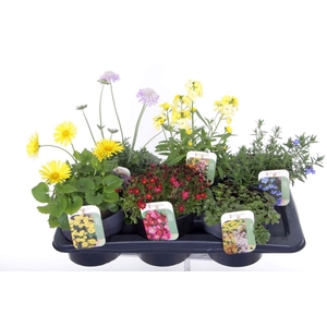 Vaste planten mix in tray