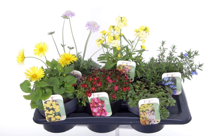 <h4>Vaste planten mix in tray</h4>