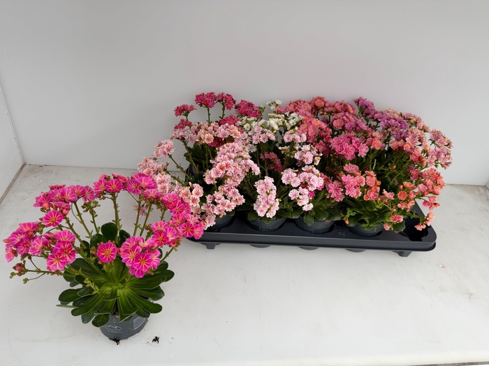 <h4>LEWI MOU DREAMS GEM</h4>