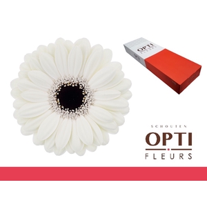 Germini Olaf Doos