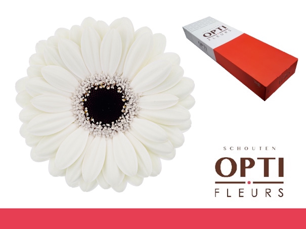 <h4>Germini Olaf Doos</h4>