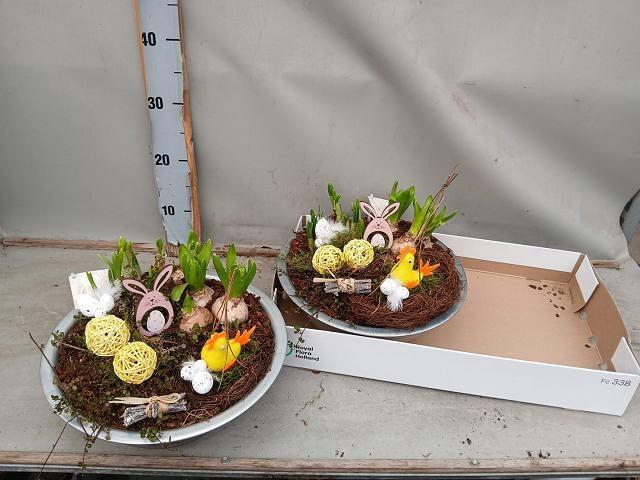 <h4>ARR BOL KNOLGEWAS</h4>