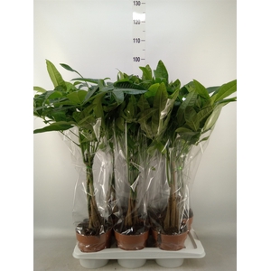 Pachira aquatica