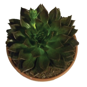 ECHEVERIA BLACK PRINCE C21