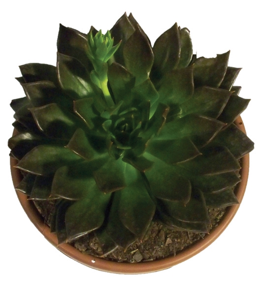 <h4>ECHEVERIA BLACK PRINCE C21</h4>