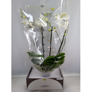 Phalaenopsis   ...white