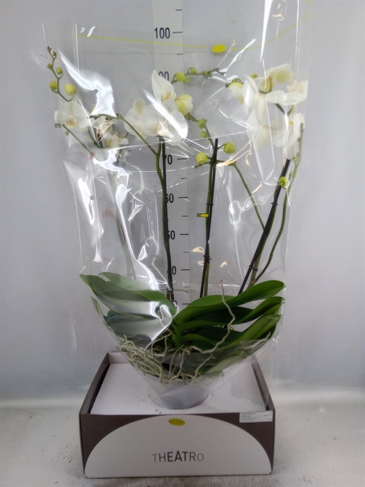 Phalaenopsis   ...white