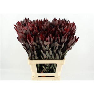LEUCAD SAFARI SUNSET 70CM