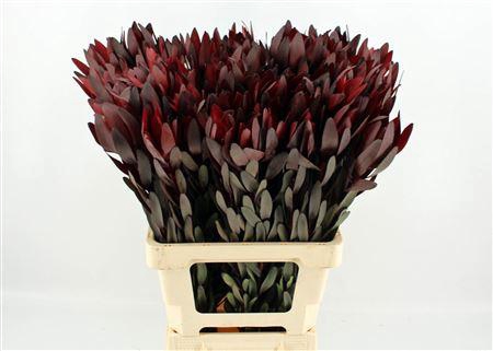 <h4>LEUCAD SAFARI SUNSET 70CM</h4>