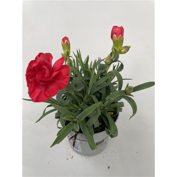 <h4>Dianthus Antonio p9</h4>