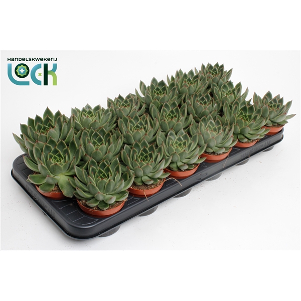 <h4>Echeveria Agavoides</h4>