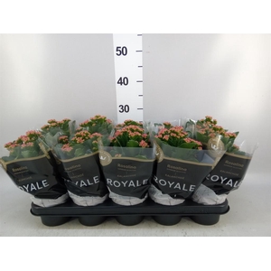 Kalanchoe blos. 'RosDon Victorio'