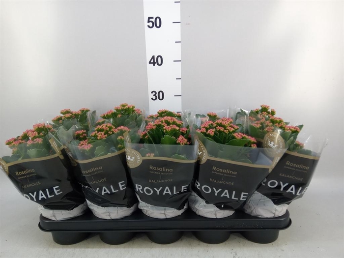 <h4>Kalanchoe blos. 'RosDon Victorio'</h4>