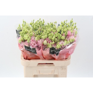 Eus G Alissa Ligh Pi