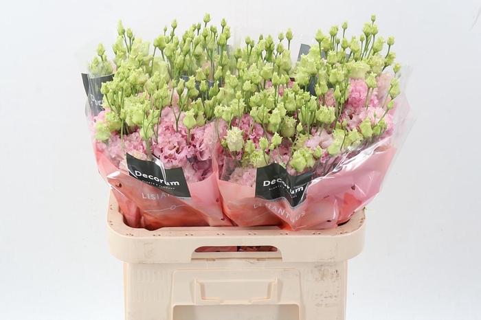 <h4>Eus G Alissa Ligh Pi</h4>