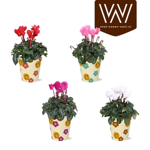 Collectie 'Fruity Blend ' Cyclaam in smartcup Smiley