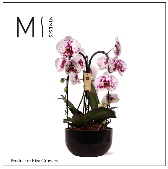 <h4>Phalaenopsis Arrangement Crown White Special 3 spike - 26cm in Saskia Black | Mimesis</h4>