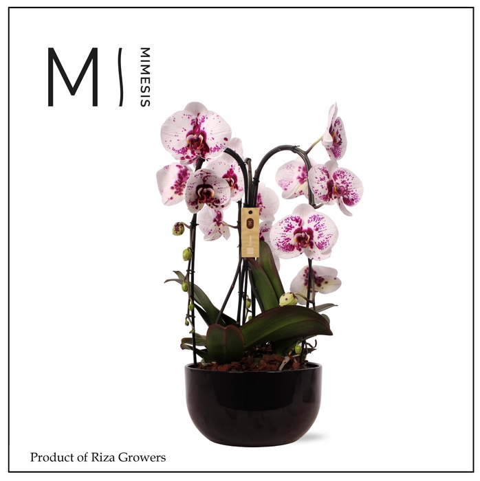 <h4>Phalaenopsis Arrangement Crown White Special 3 spike - 26cm in Saskia Black | Mimesis</h4>