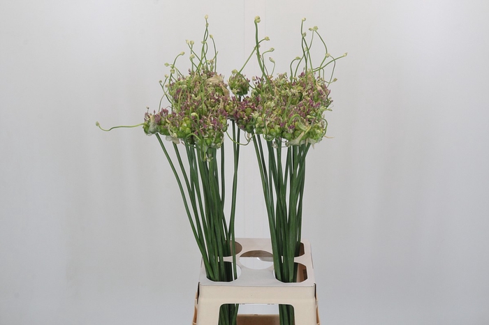 <h4>Allium Green Drops</h4>