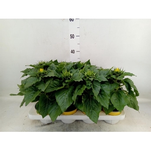 Helianthus an. 'Sunsation'