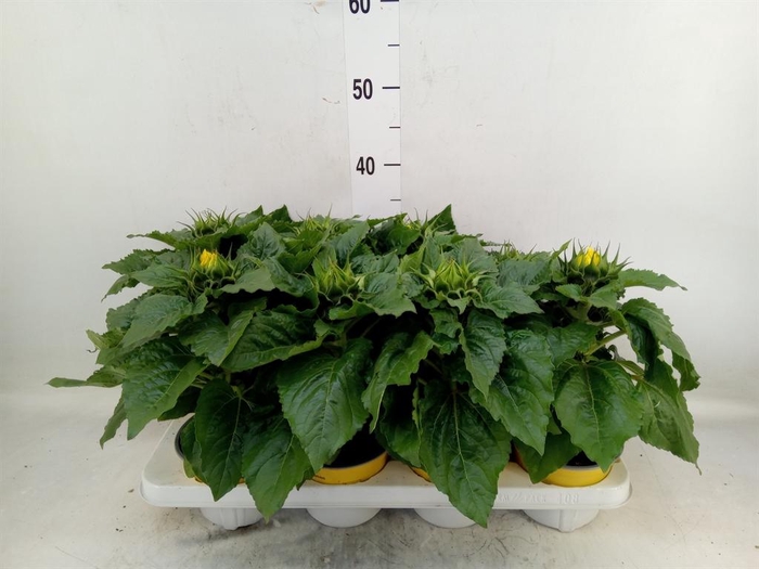 <h4>Helianthus an. 'Sunsation'</h4>