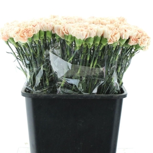 Di St Apple Tea X160