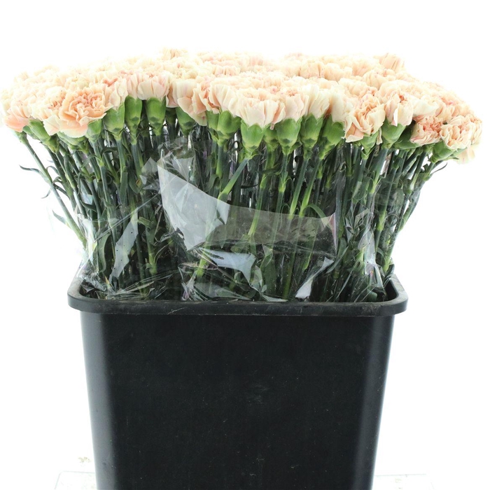 <h4>Di St Apple Tea</h4>