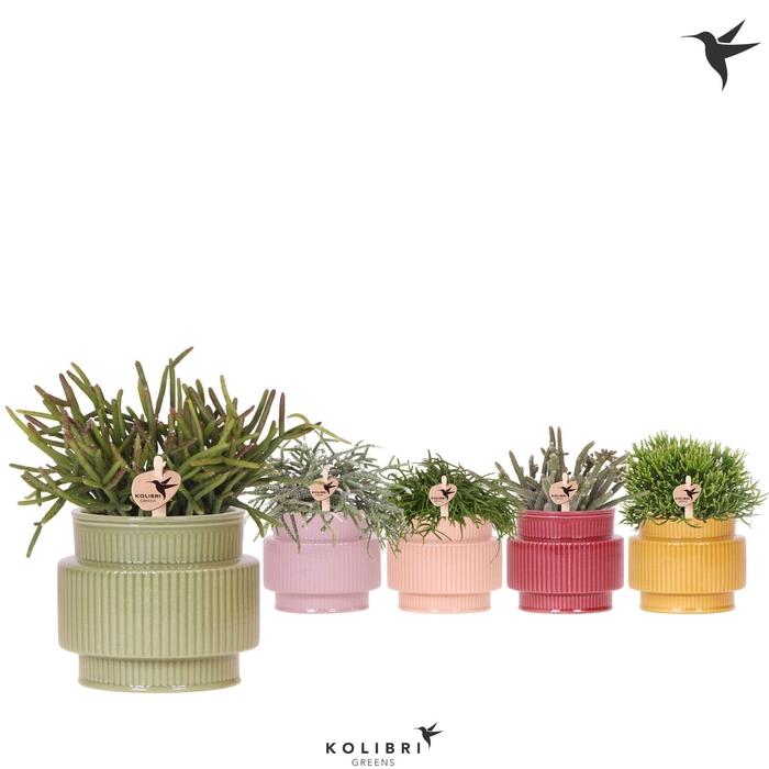 <h4>Kolibri Greens Rhipsalis mix in Allure pot mix</h4>