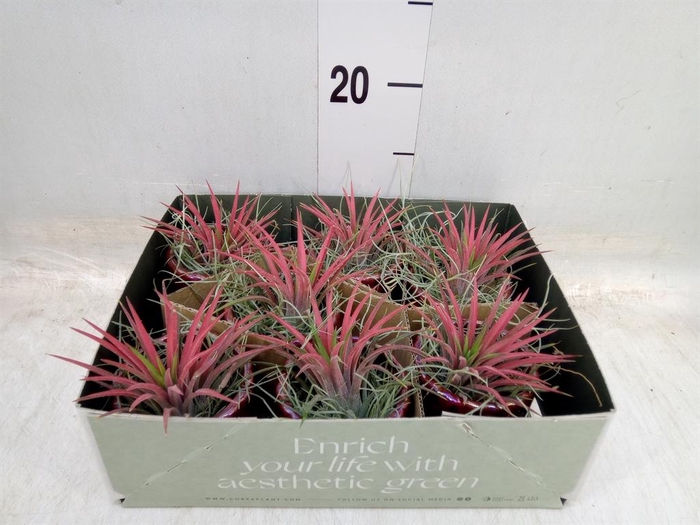 <h4>Arr.  Tillandsia L%</h4>