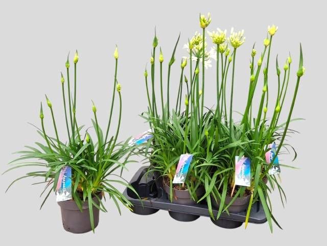 <h4>AGAPA PITCHOUN WHITE</h4>
