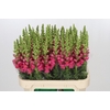 Antirrhinum Potomac Rose