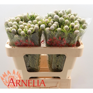 LEUCAD L AYOBA JA PE