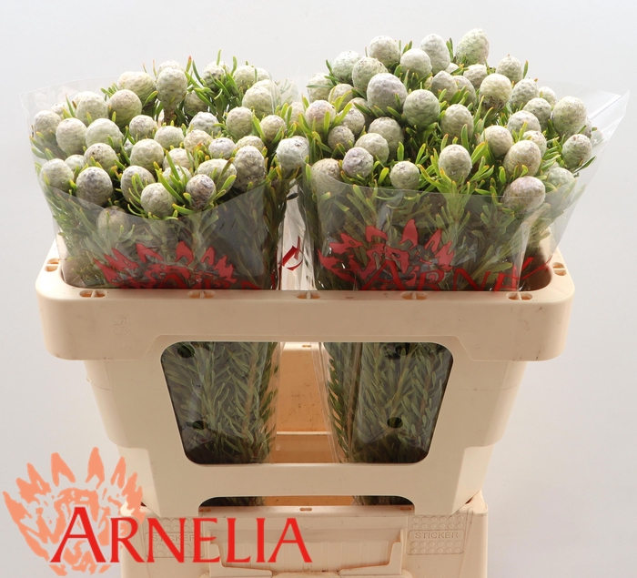 <h4>LEUCAD L AYOBA JA PE</h4>