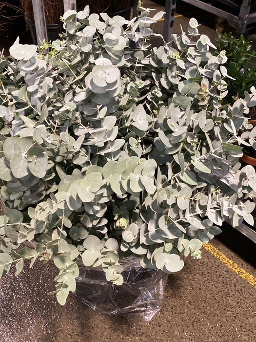 <h4>Euca. cinerea snit</h4>