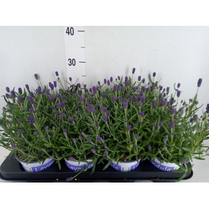 Lavandula angus. 'Hidcote'