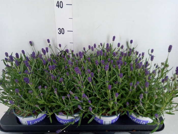 <h4>Lavandula angus. 'Hidcote'</h4>
