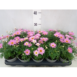 Argyranthemum  'Cymbals Light Pink'