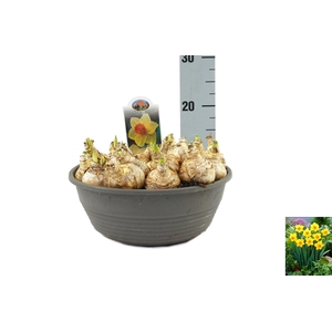 Narcissus Brackenhurst