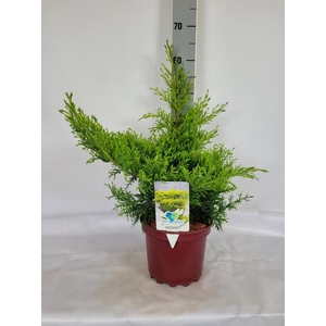Juniperus media 'Gold Star' C3 25-30