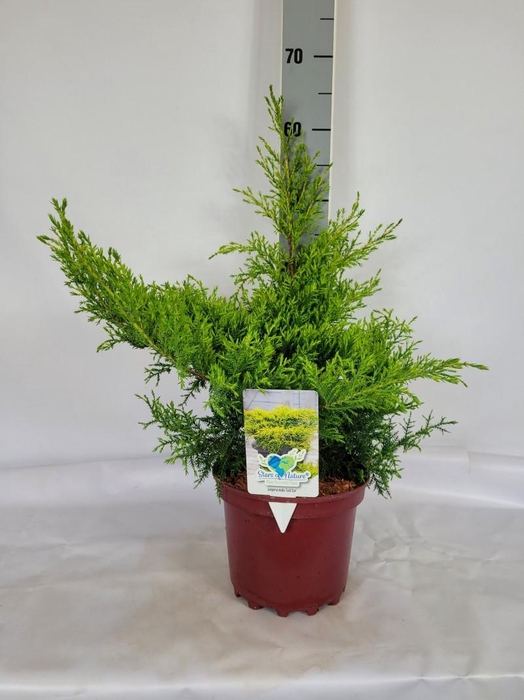 <h4>Juniperus media 'Gold Star' C3 25-30</h4>