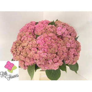 HYDR M ROYAL KISS CL