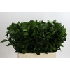 Ruscus Hypophyllum