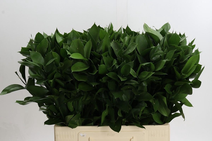 Ruscus Hypophyllum