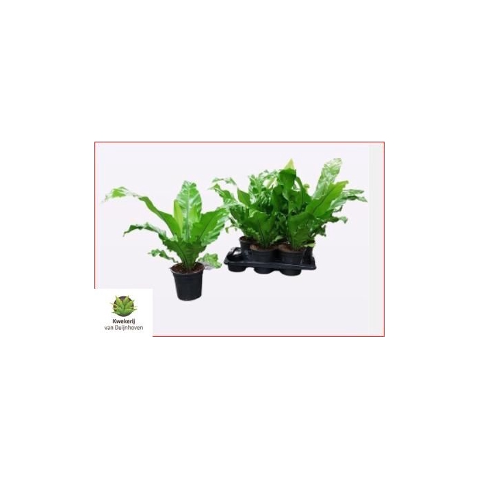 <h4>Asplenium Nidus 17Ø 45cm</h4>
