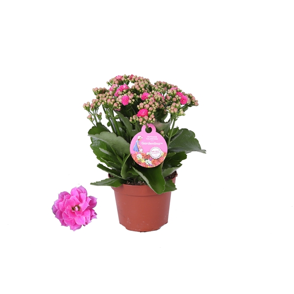 <h4>Kalanchoe Gardenlina 12cm roze</h4>
