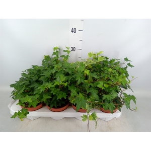Hedera helix   ...mix 3