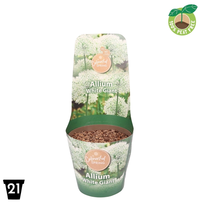 <h4>Allium White Giant Potcover</h4>